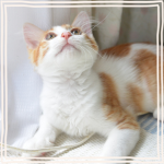 ギャラリー写真6