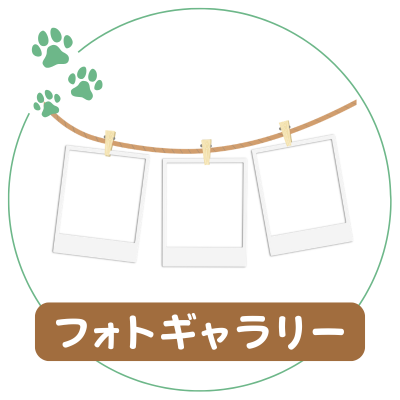 フォトギャラリー